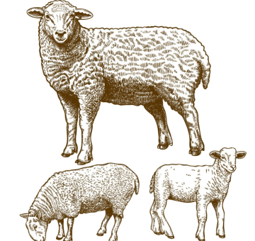 Sheep Grazing background png image
