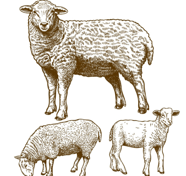 Sheep Grazing background png image