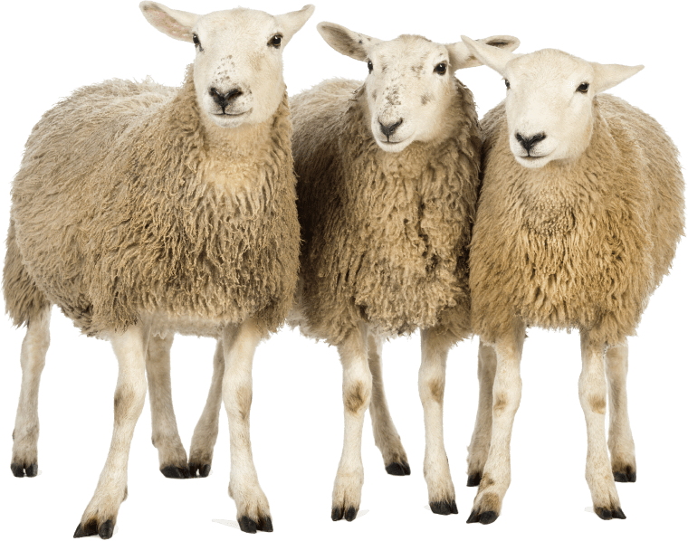 Sheep goat family background png image