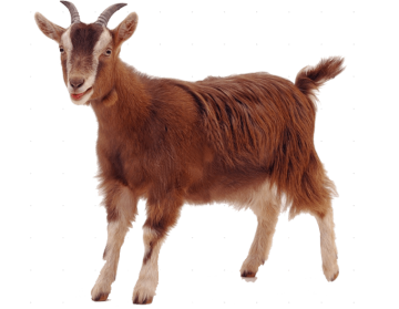 Sheep rove goat background png image