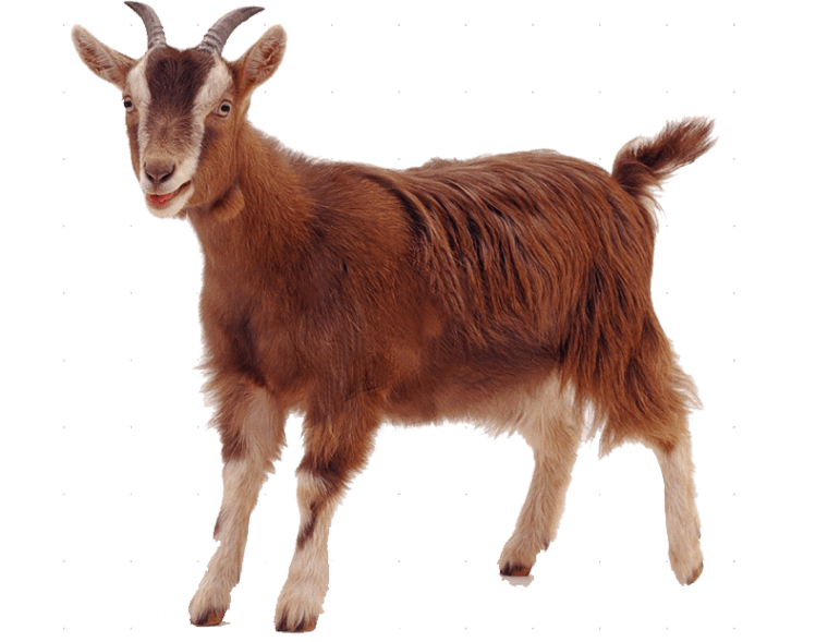 Sheep rove goat background png image