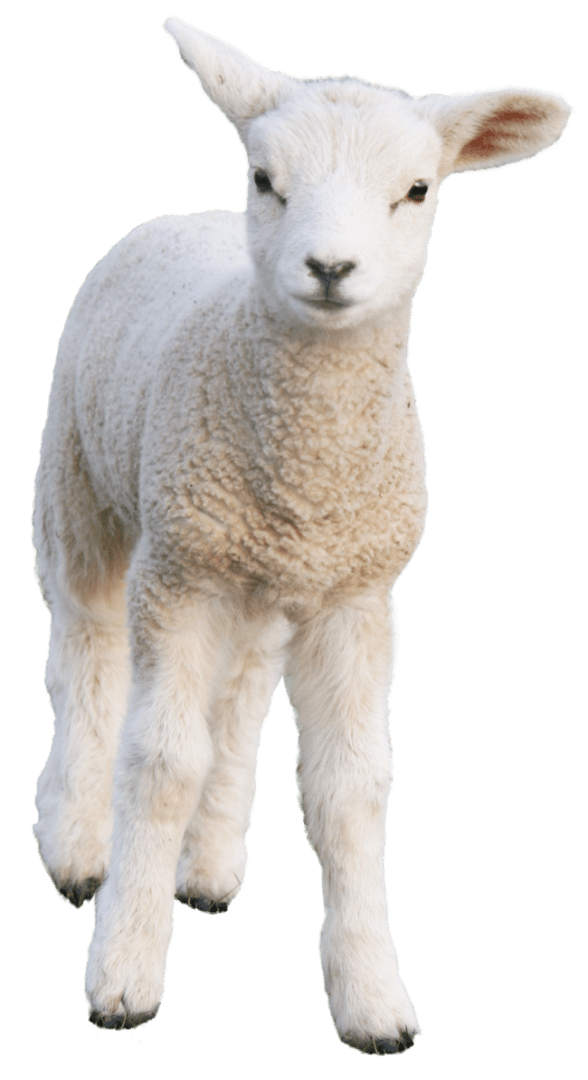 Sheep scape goat background png image