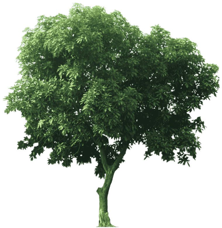 Tree Mangifera indica, great tree, branch of tree