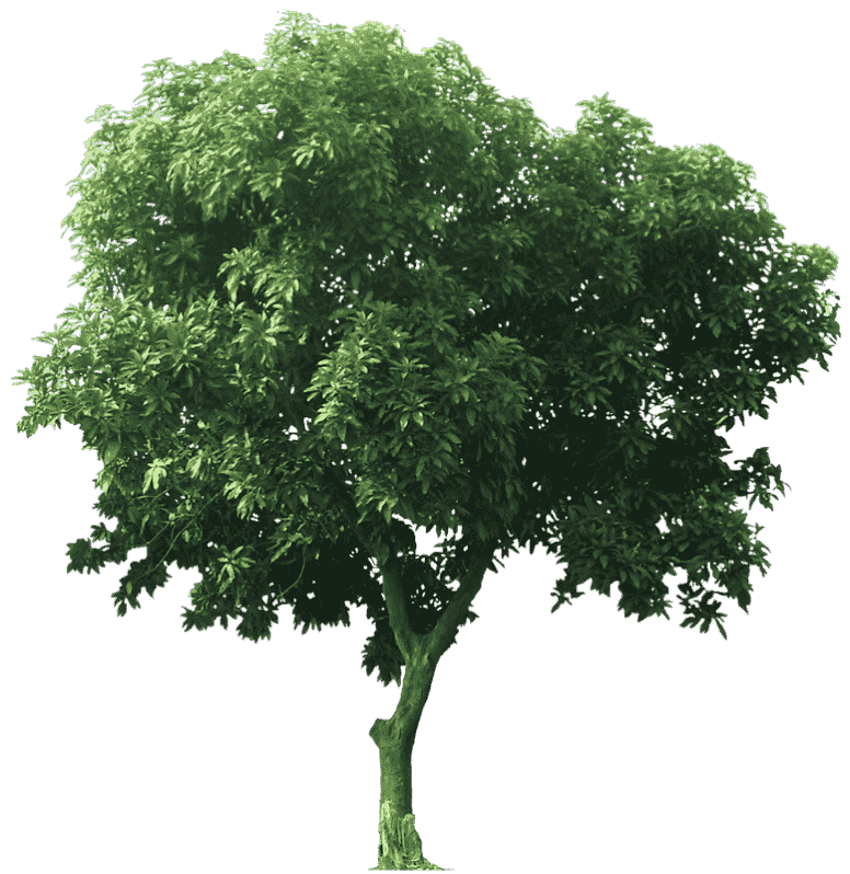 Tree Mangifera indica, great tree, branch of tree