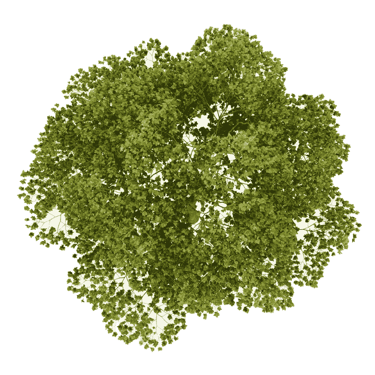 Tree Plan, Tree Top View, Green Leafed Tree, Leaf PNG