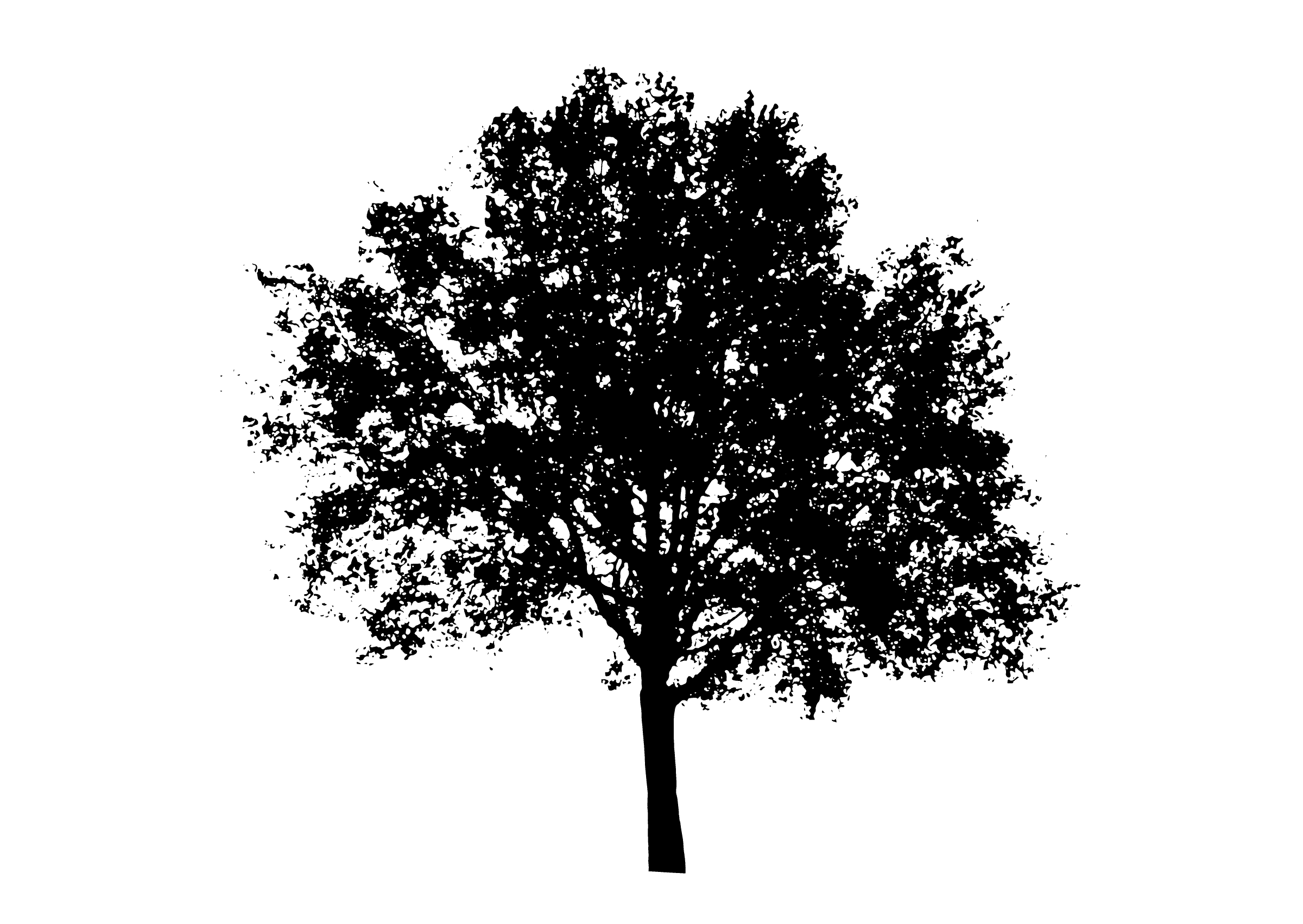Tree Silhouette, tree, leaf, branch, monochrome png