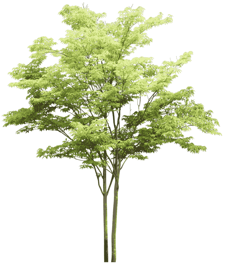 Tree for natural plant, tree, branch, long green tree png
