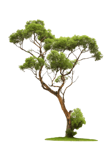 Tree graphy, Trees, green leafed tree, tree branch png