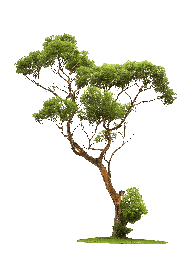 Tree graphy, Trees, green leafed tree, tree branch png