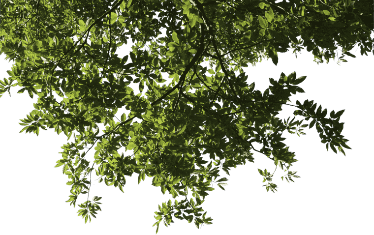 Tree leaf For SketchUp Branch, tree, green leaf png