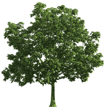 Tree, spring tree, maple, leaf, branch png