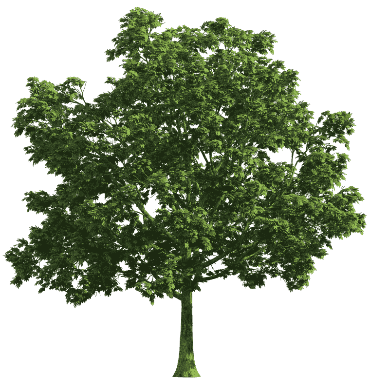 Tree, spring tree, maple, leaf, branch png
