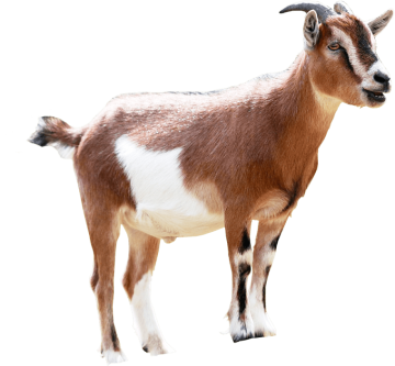 brown and white goat background png image