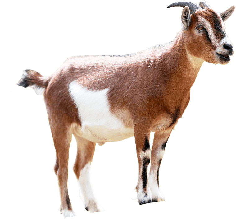 brown and white goat background png image