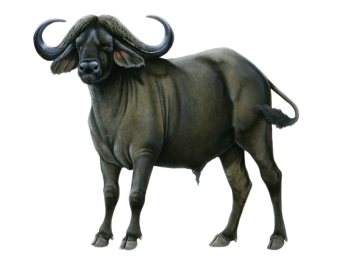 brown buffalo art background png image