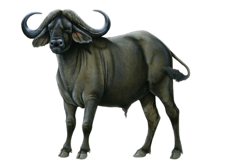 brown buffalo art background png image