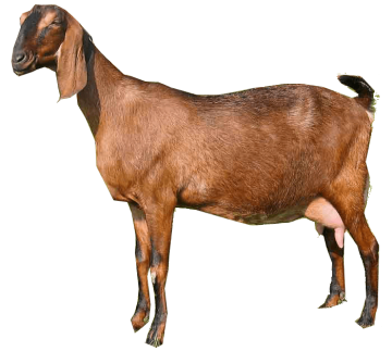 brown goat background png image