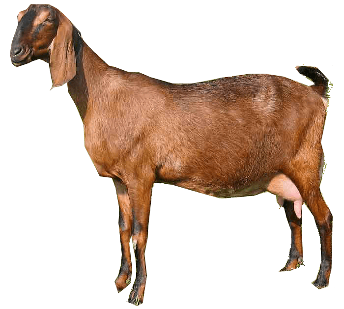 brown goat background png image