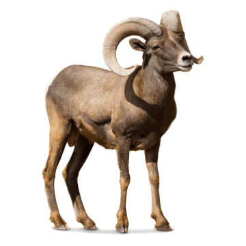 brown ram background png image