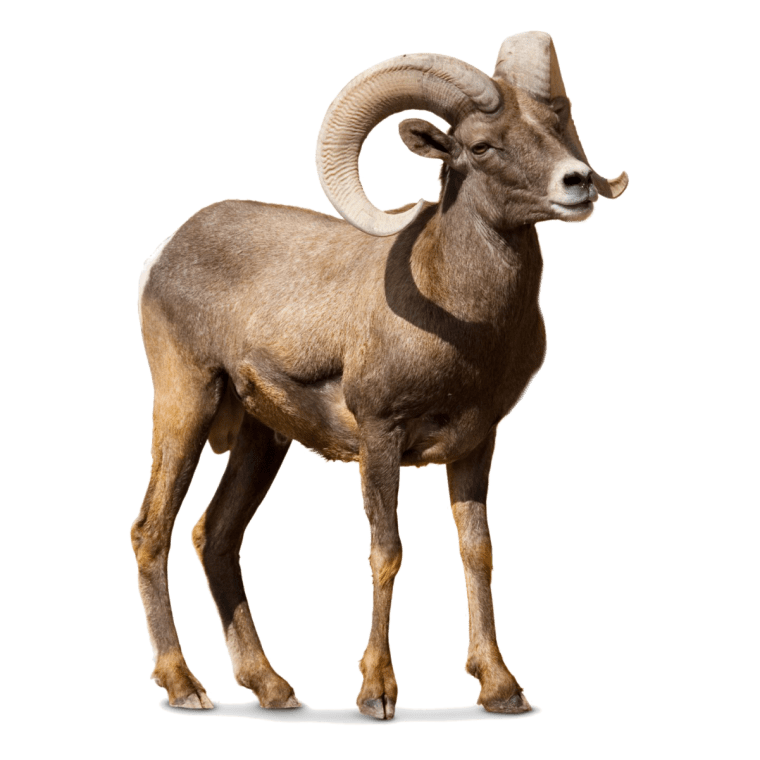 brown ram background png image