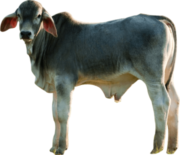 cattle Ox Bull cow background png image