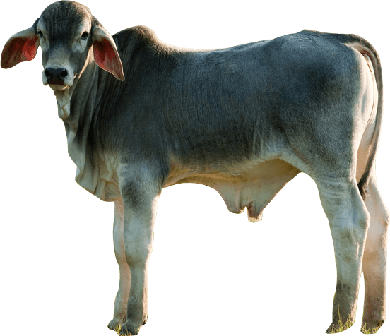 cattle Ox Bull cow background png image