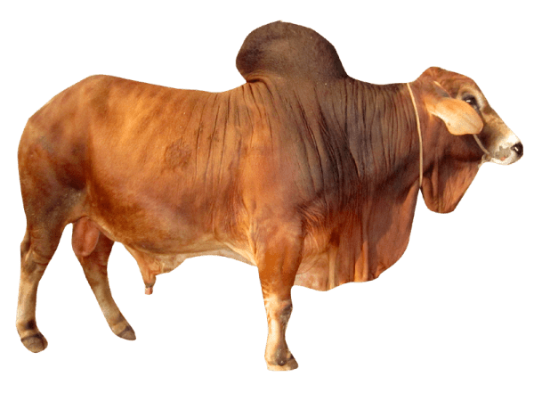 cattle Ox bull cow background png image