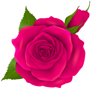 pink rose, Rose png transparent image, Garden roses