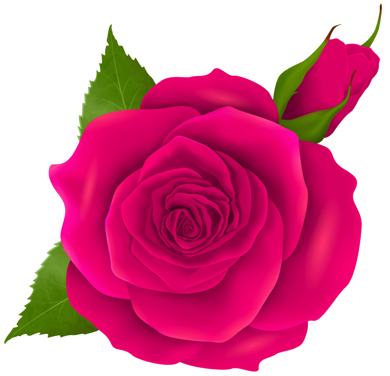 pink rose, Rose png transparent image, Garden roses