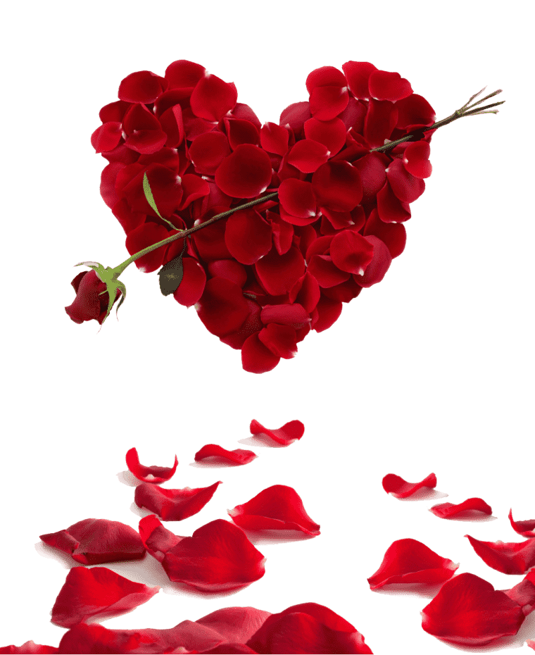 Red flowers, Flower Valentine's Day, love, Heart png