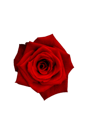 red rose, Flower Rose Petal, Red Rose, rose, flowers