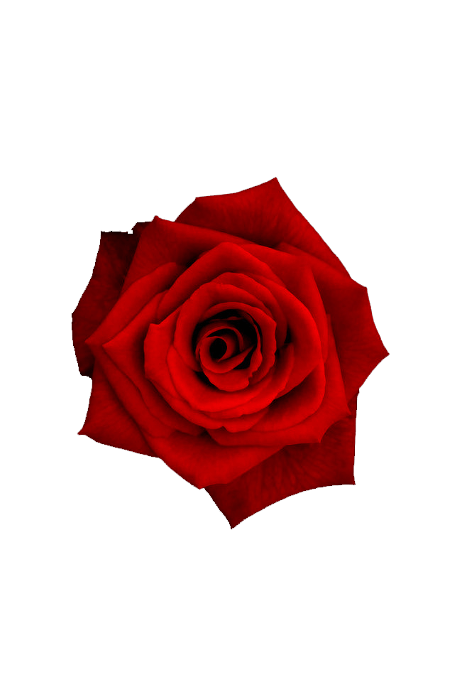 red rose, Flower Rose Petal, Red Rose, rose, flowers