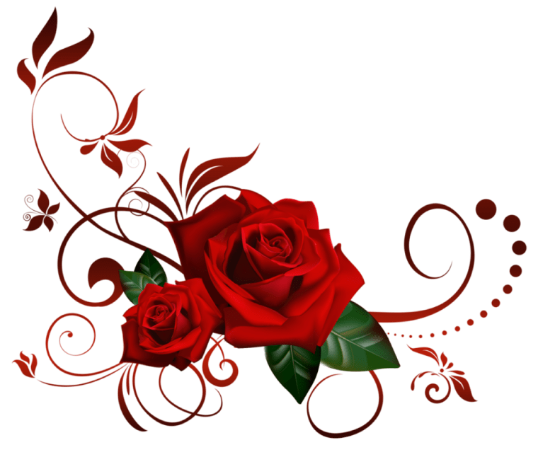 red rose, Rose png transparent image, Rose flower