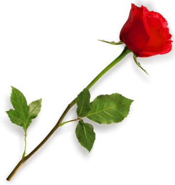 red rose flower, Rose, Rose HD, Rose png