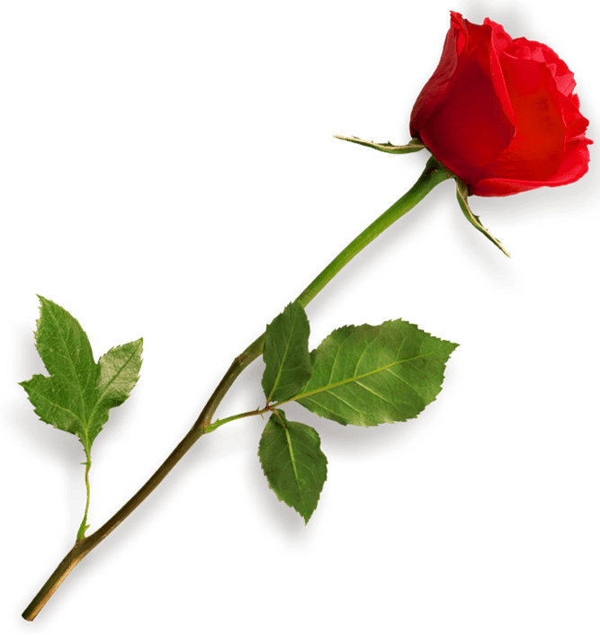 red rose flower, Rose, Rose HD, Rose png