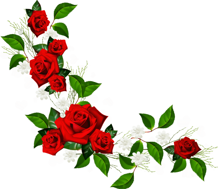 red roses, Red Rose png transparent image, rose border