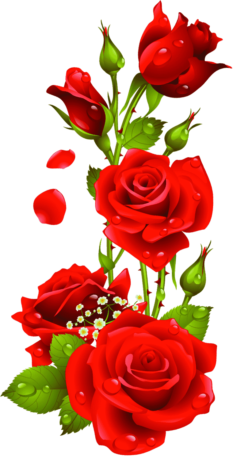 red roses, Rose png transparent image, Rose flower