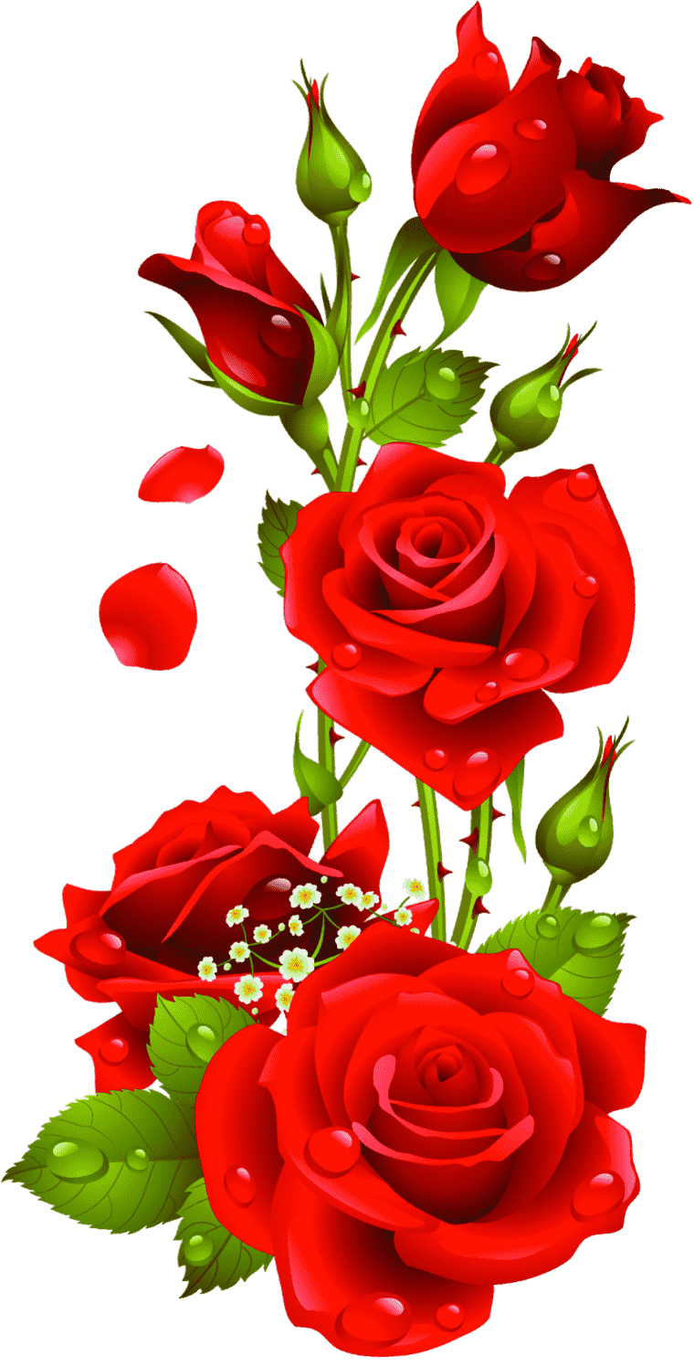 red roses Rose png transparent image Rose flower PNGArc