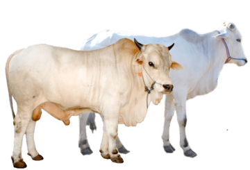 two white and brown cattles background png image
