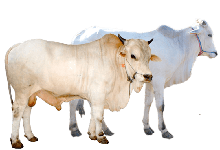 two white and brown cattles background png image