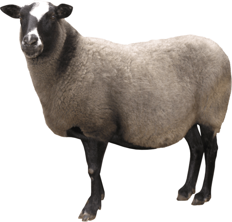 white and black sheep background png image