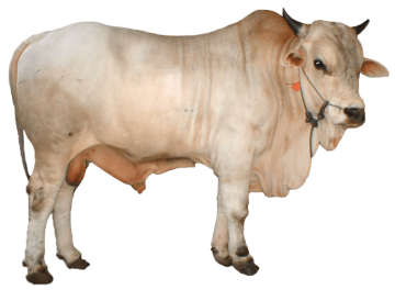 white cow background png image