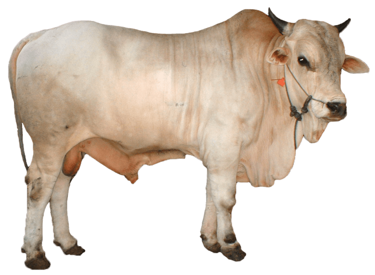 white cow background png image