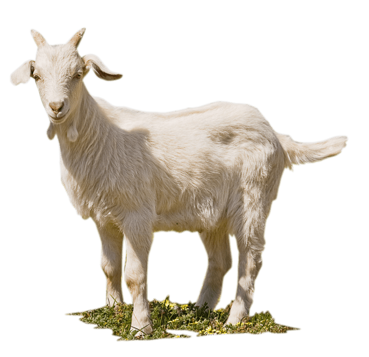 white goat background png image