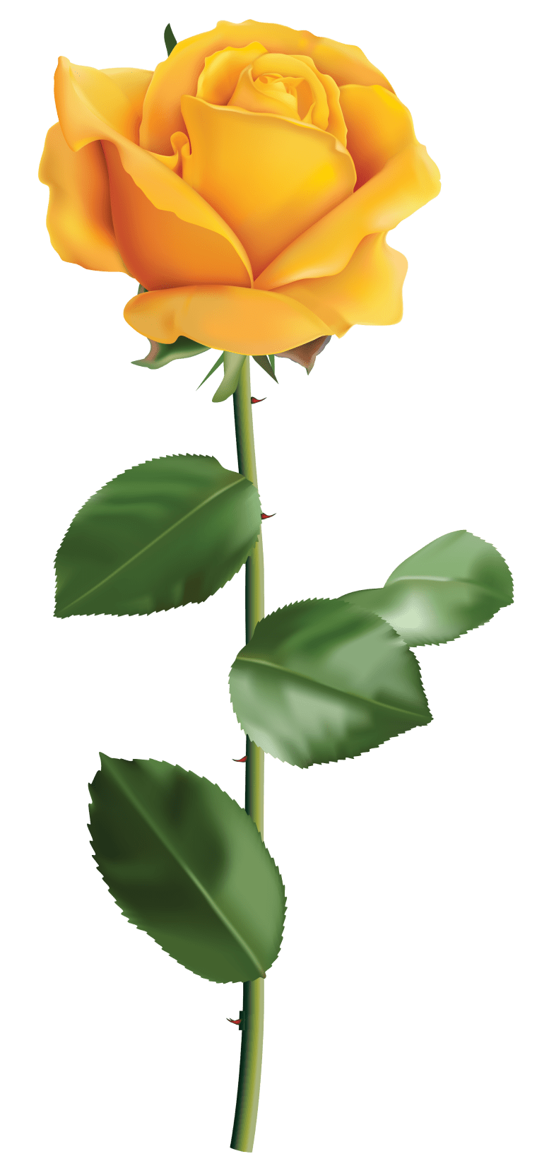 yellow rose, Rose, Yellow Rose, Rose png