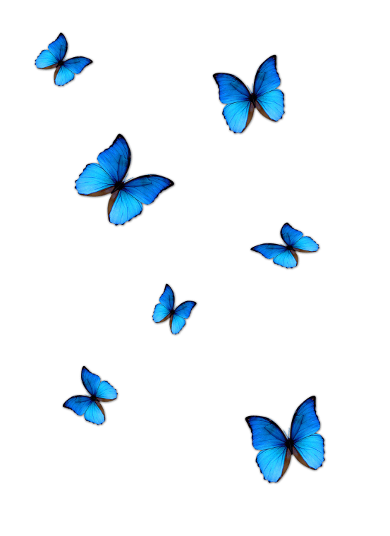 Blue butterfly image, blue butterfly, seven blue butterflies