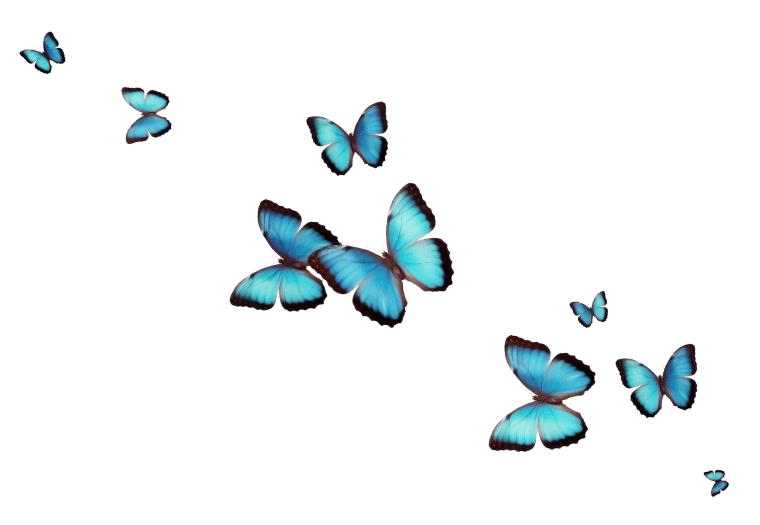 Blue color butterfly, butterfly for desktop flower, butterfly