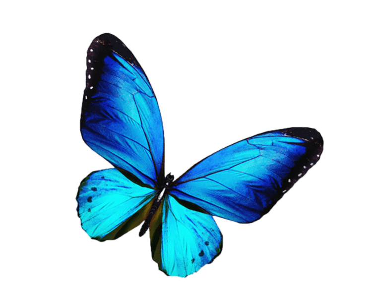 Butterfly graphy blue illustration, butterfly, blue butterfly