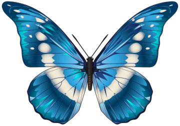 Butterfly morpho menelaus blue color, blue butterfly