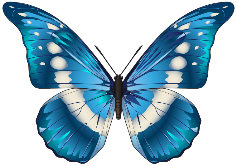 Butterfly morpho menelaus blue color, blue butterfly